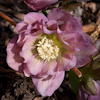 Helleborus Frilly Kitty