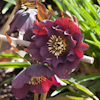 Helleborus Fruhlingsglut