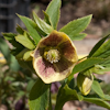 Helleborus Fruhlingsleuchten