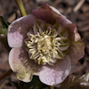 Helleborus Fruhlingsrockchen