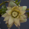 Helleborus Grunfink