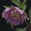 Helleborus Hard Rock