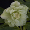 Helleborus Hochzeitskleid