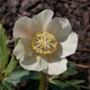 Helleborus Jacob Royal