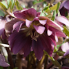 Helleborus Kingston Kardinal