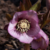 Helleborus Michelangelo`s Picotee