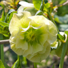 Helleborus Mrs. Betty Ranicar