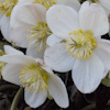 Helleborus Niger