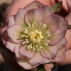 Helleborus Party Dress Schneeeule