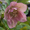 Helleborus Phoebe