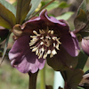 Helleborus Rosenrot