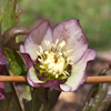 Helleborus Roter Januar