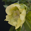 Helleborus Schwefelglanz