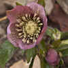 Helleborus Spring Angel