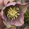 Helleborus Spring Beauty