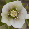 Helleborus Spring Cristal