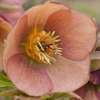 Helleborus Spring Darling