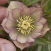 Helleborus Spring Diamond