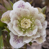 Helleborus Spring Dream