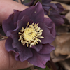 Helleborus Spring Love