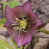 Helleborus Spring Midnight