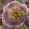 Helleborus Spring Princess