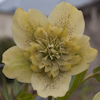 Helleborus Spring Queen