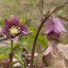 Helleborus Spring Tender