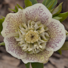 Helleborus Spring Touch