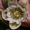 Helleborus Sternenhimmel