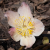 Helleborus Trollo