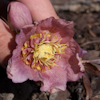 Helleborus Will`s Rote Rusche