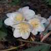 Helleborus Wintertraum