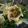 Helleborus Yellow