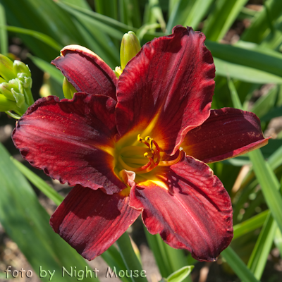 Hemerocallis Angel Fire