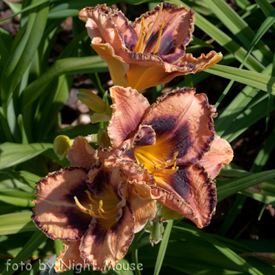 Hemerocallis Awesome Blossom