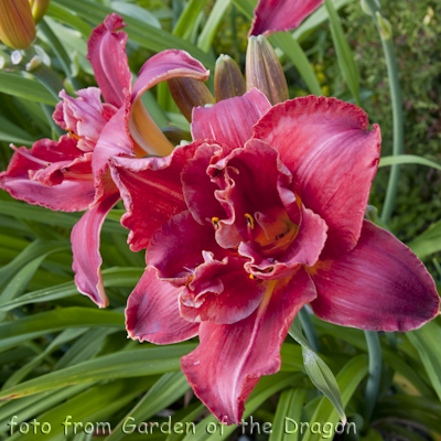 Hemerocallis Aztec Ways