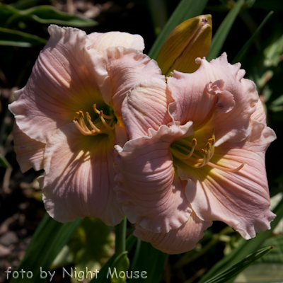 Hemerocallis Barbara Mitchel