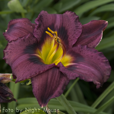 Hemerocallis Belle Isle Sentry