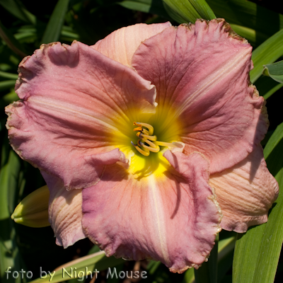 Hemerocallis Big Blue