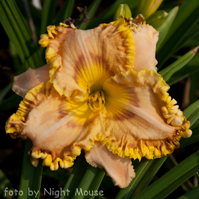 Hemerocallis Bound for Glory