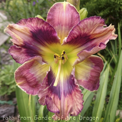 Hemerocallis Butterfly Cove