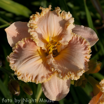 Hemerocallis Cameo Luster