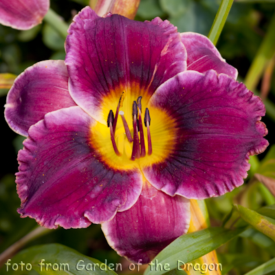 Hemerocallis Caribbean Affair