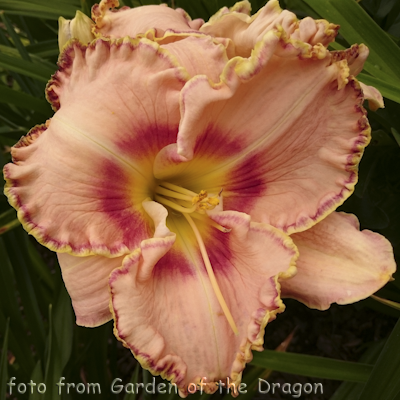 Hemerocallis Carol Todd