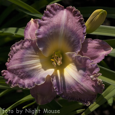 Hemerocallis Cerulean Warbler