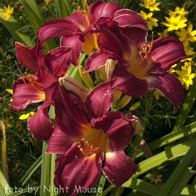 Hemerocallis Charles Johnston