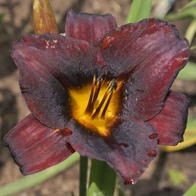 Hemerocallis Chocolate Candy