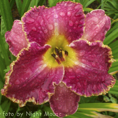 Hemerocallis David Kirchhoff