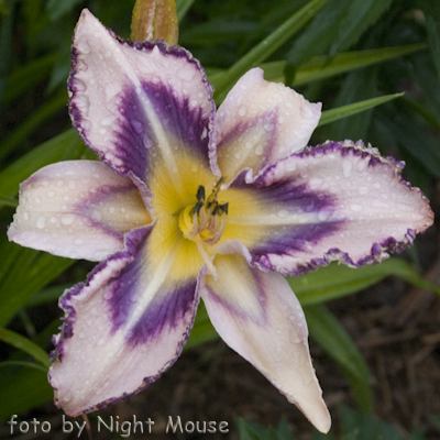 Hemerocallis Destined To See